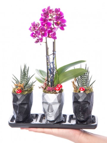 Trio Zeus Serisi Mini Mor Orkide ve Sukulent Tasarım Orkideler çiçek gönder