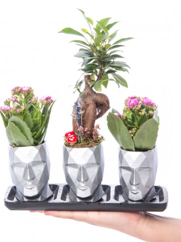 Trio Zeus Serisi Ficus Ginseng Bonsai Tasarım Saksı Çiçekleri çiçek gönder