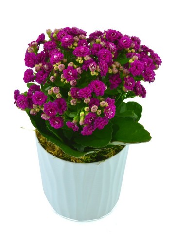 Kalanchoe Saksı Çiçeği Saksı Çiçekleri çiçek gönder