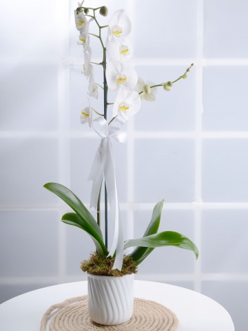 Masumiyet Timsali Tek Dallı Beyaz Orkide Orkideler çiçek gönder