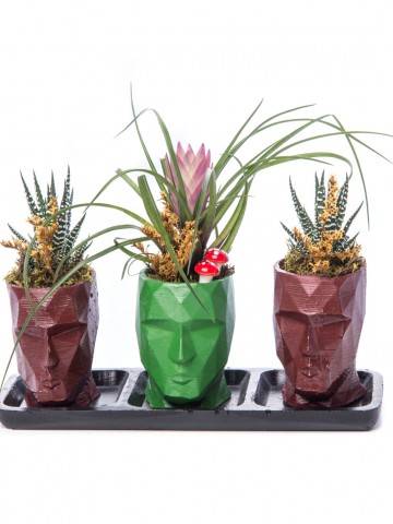 Trio Zeus Serisi Tillendsia Tasarım Saksı Çiçekleri çiçek gönder