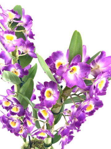 Dendroium Bambu Orkide Orkideler çiçek gönder