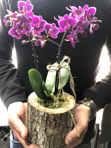 Kütükte Minyatür Orkide Orkideler çiçek gönder