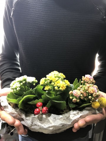 Gondol Beton Saksıda Kalanchoe Saksı Çiçekleri çiçek gönder