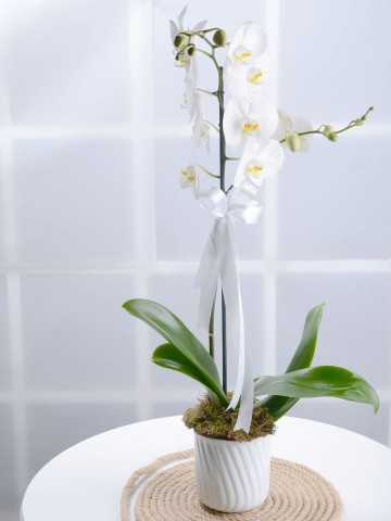 Beyaz Bir Sayfa Orkide Çiçeği Orkideler çiçek gönder