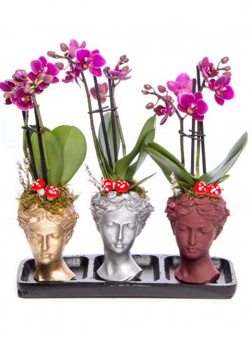 Trio Picta Hero Mini Mor Orkide Tasarım Orkideler çiçek gönder