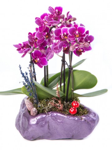 Pettam Serisi Mini Mor Orkide Tasarım Orkideler çiçek gönder