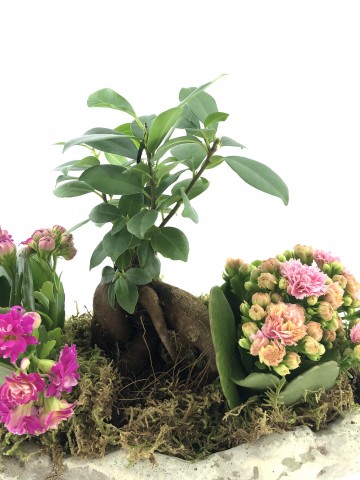 Doğa Harikası Bonsai ve Kalanchoe  Saksı Çiçekleri çiçek gönder