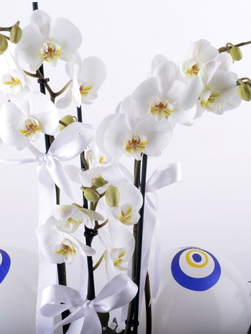 Mavi Boncuğum Beyaz Orkide Çiçeği Orkideler çiçek gönder