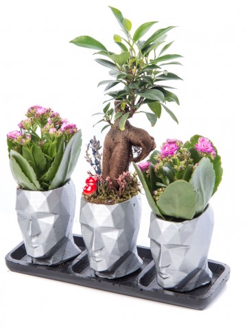 Trio Zeus Serisi Ficus Ginseng Bonsai Tasarım Saksı Çiçekleri çiçek gönder