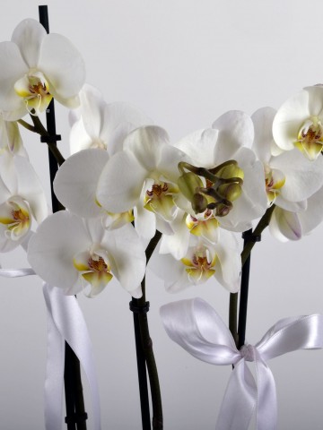 3 Dallı Beyaz Orkide Çiçeği. Orkideler çiçek gönder