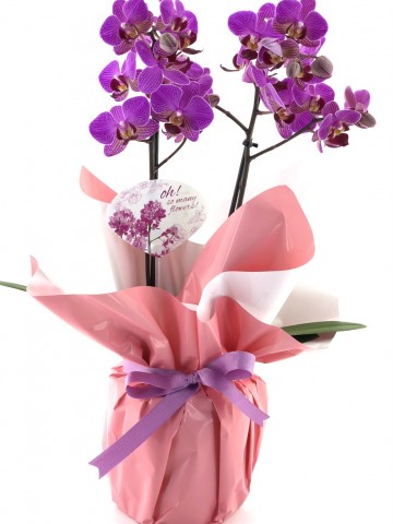 Classy Mor  Orkide Orkideler çiçek gönder
