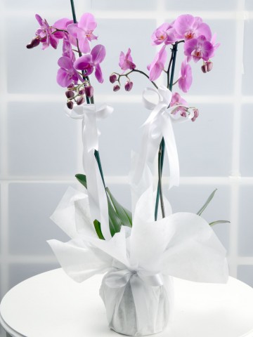 Çift Dallı Pembe Orkide Çiçeği.. Orkideler çiçek gönder