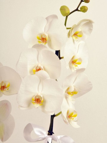 Çift Dallı Beyaz Orkide Orkideler çiçek gönder