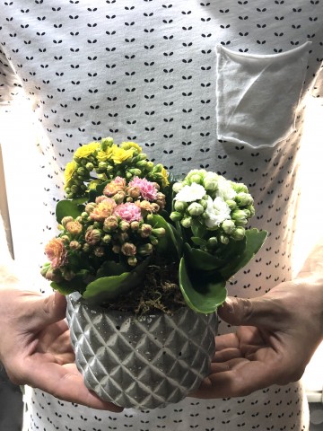 Renkli Kalanchoe Saksı Çiçekleri Saksı Çiçekleri çiçek gönder