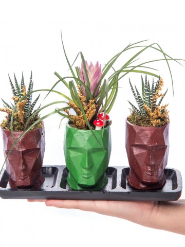 Trio Zeus Serisi Tillendsia Tasarım Saksı Çiçekleri çiçek gönder