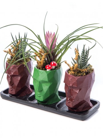 Trio Zeus Serisi Tillendsia Tasarım Saksı Çiçekleri çiçek gönder