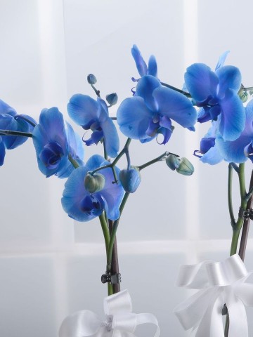 Masmavi Saksı Orkide Orkideler çiçek gönder