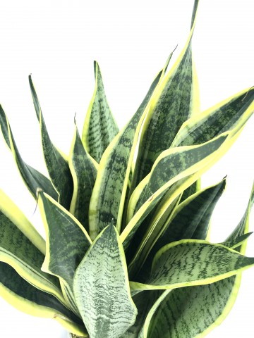 Sansevieria Bitkisi Saksı Çiçekleri çiçek gönder