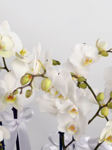 5 Dal Beyaz Orkide  Orkideler çiçek gönder