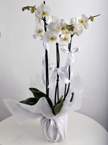 3 Dallı Beyaz Orkide Çiçeği. Orkideler çiçek gönder