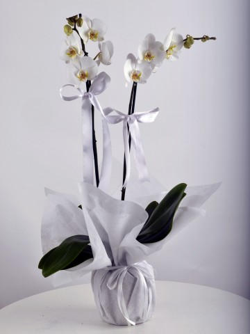 Beyaz 2 Dallı Orkide Çiçeği Orkideler çiçek gönder