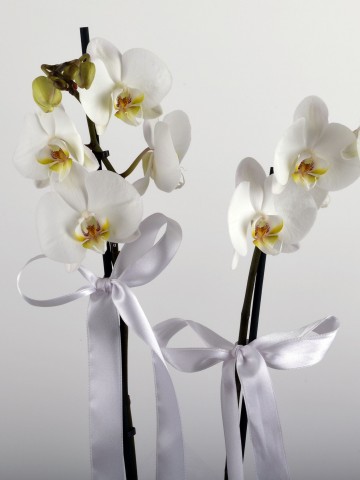 Beyaz 2 Dallı Orkide Çiçeği Orkideler çiçek gönder