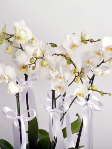 5 Dal Beyaz Orkide  Orkideler çiçek gönder