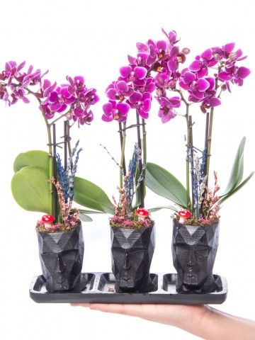 Trio Zeus Mini Mor Orkide Tasarım Orkideler çiçek gönder
