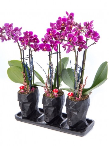 Trio Zeus Mini Mor Orkide Tasarım Orkideler çiçek gönder
