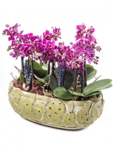 Frank Serisi Mini Mor Orkide Tasarım Orkideler çiçek gönder