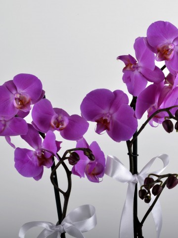 Çift Dallı Mor Orkide Çiçeği Orkideler çiçek gönder