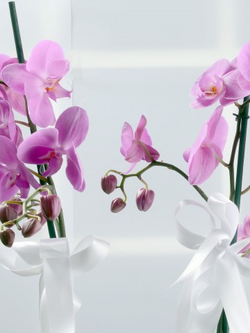 Çift Dallı Pembe Orkide Çiçeği.. Orkideler çiçek gönder