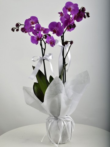 Paketli Mor Orkide Orkideler çiçek gönder