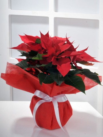 Puansetya Saksı Çiçeği Saksı Çiçekleri çiçek gönder