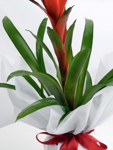 Guzmanya Saksı Bitkisi Saksı Çiçekleri çiçek gönder