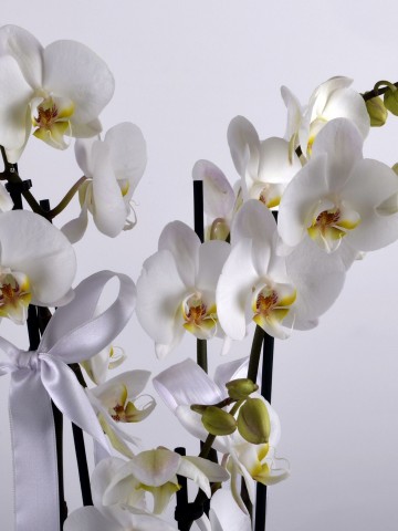 4 Dallı Beyaz Orkide Çiçeği. Orkideler çiçek gönder