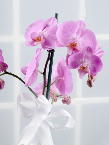 Toprak Kokusu Pembe Orkide Çiçeği Orkideler çiçek gönder
