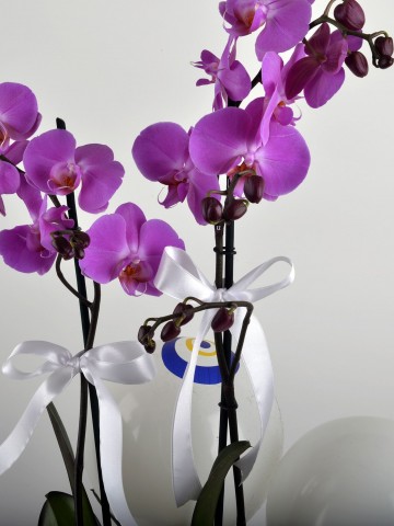Fuşya Hediyelik Kutuda Çift Dallı Fuşya Orkide Çiçeği Orkideler çiçek gönder