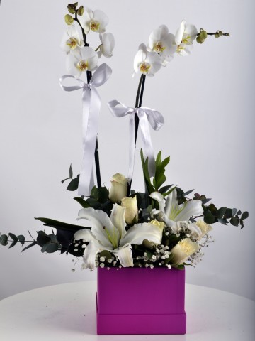 Hediye Kutusunda Çift Dallı Beyaz orkide.... Orkideler çiçek gönder