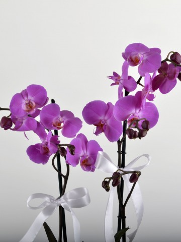 Çift Dallı Fuşya Orkide Arajmanı Orkideler çiçek gönder