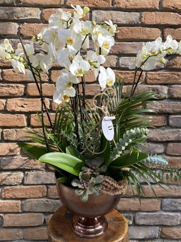 6 Dal Orkide Tasarım  Orkideler çiçek gönder