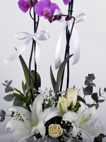 Beyaz Hediyelik Kutuda Orkide Bahçesi Orkideler çiçek gönder