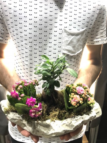 Doğa Harikası Bonsai ve Kalanchoe  Saksı Çiçekleri çiçek gönder