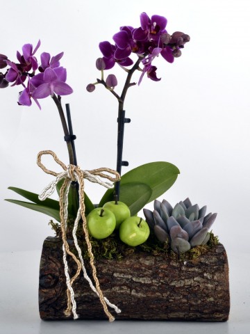 Toprak Kokusu Minyatür Orkide Orkideler çiçek gönder