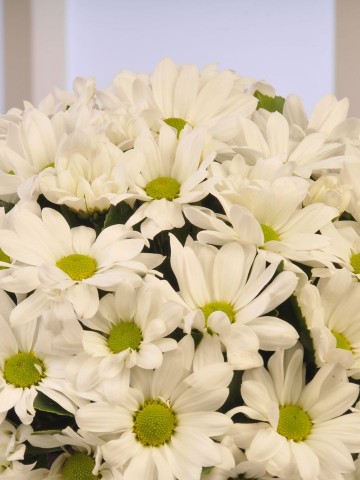 Papatya Güzeli Kutuda Çiçek çiçek gönder