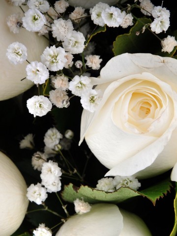 Bir İlkbahar Sabahı 21 Beyaz Gül Aranjmanlar çiçek gönder