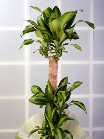 3 lü Dracena Massengena  Saksı Çiçeği. Saksı Çiçekleri çiçek gönder