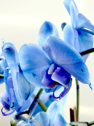 İlahi Aşk Mavi Orkide Çiçeği Orkideler çiçek gönder