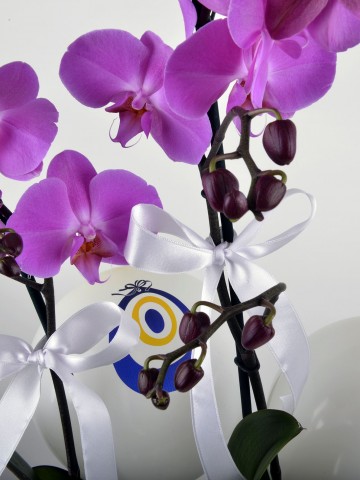 Buhulu Gözler Mor Orkide Çiçeği Orkideler çiçek gönder